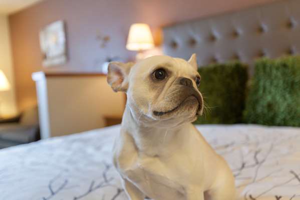  - Best Western Plus Peppertree Airport Inn Spokane - I-90, Exit 276