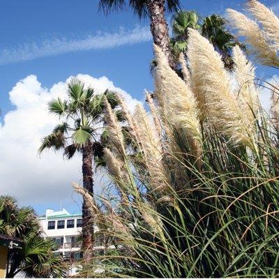 Exterior view - Port Royal Ocean Resort & Conf Center Port Aransas
