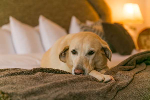  - Table Mountain Inn Golden