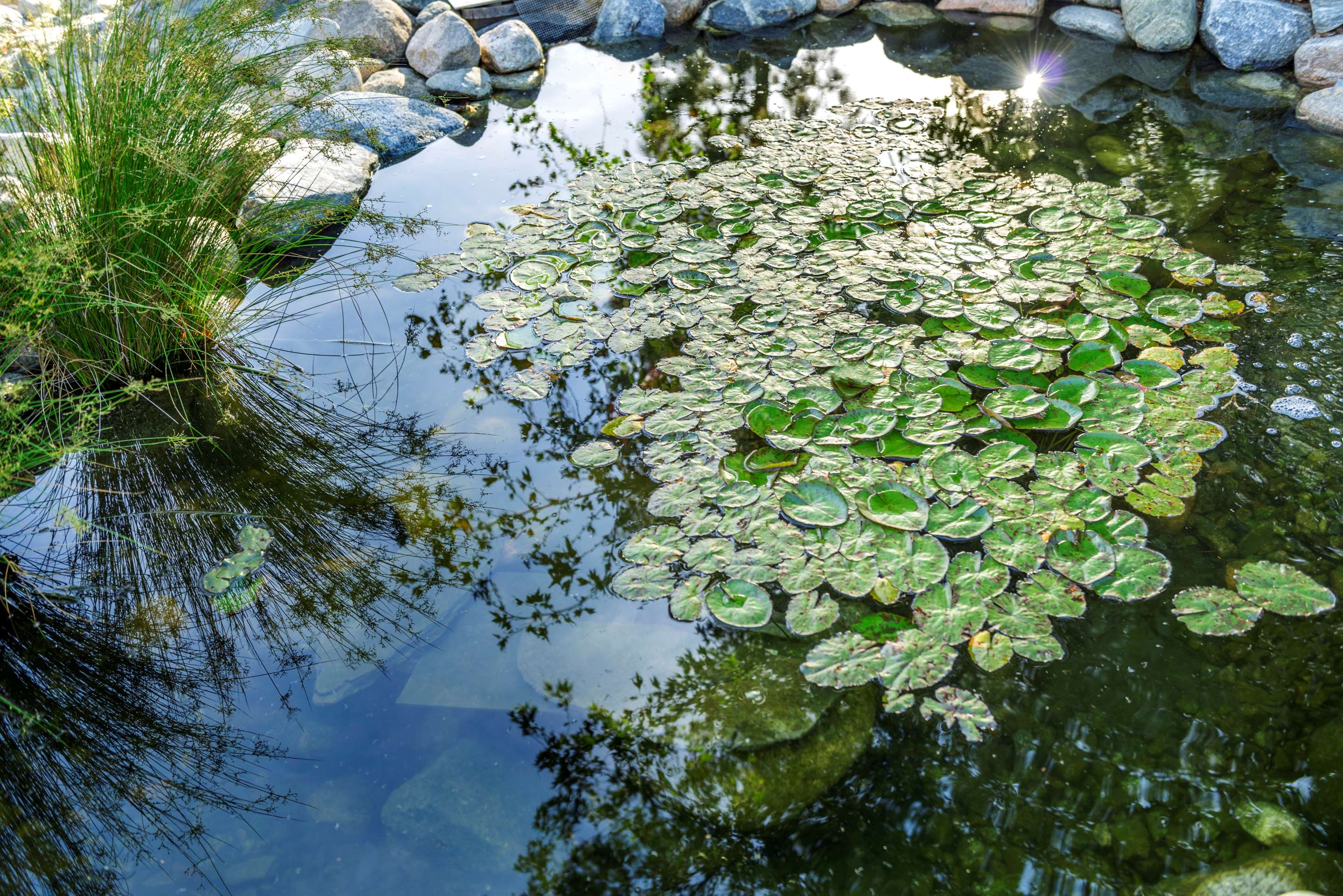Pond