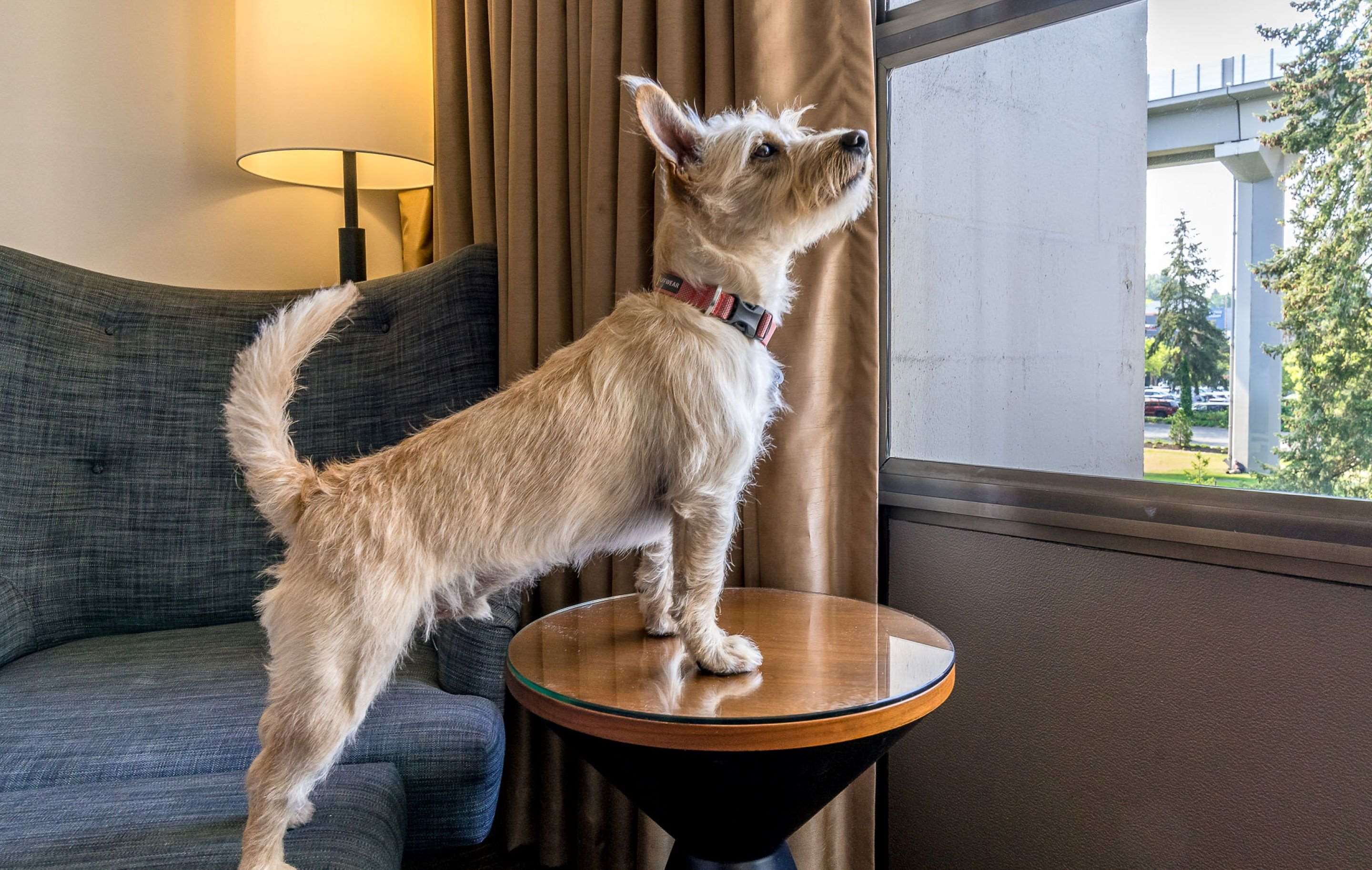 pet friendly | Hotel 116, A Coast Hotel Bellevue