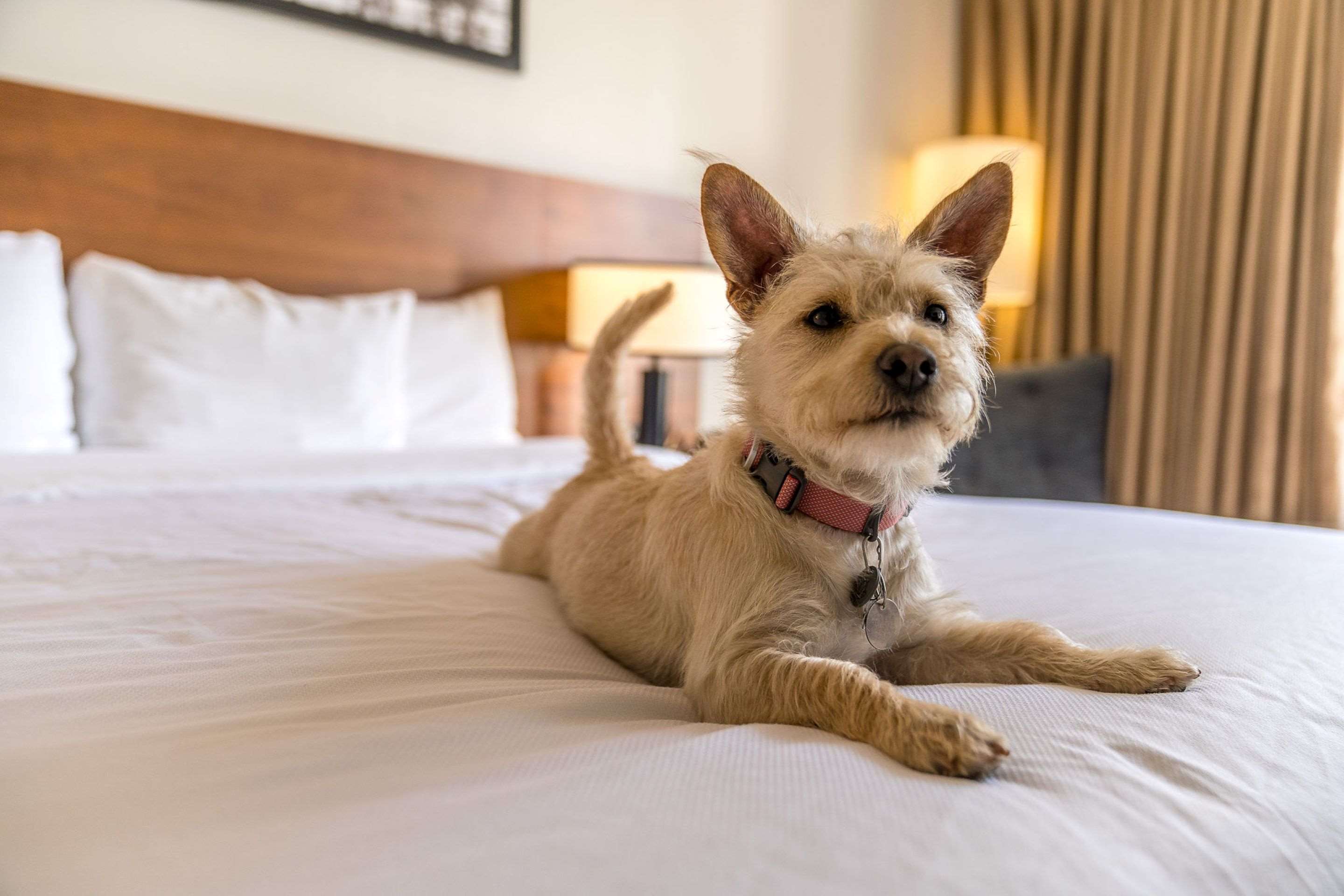pet friendly II | Hotel 116, A Coast Hotel Bellevue