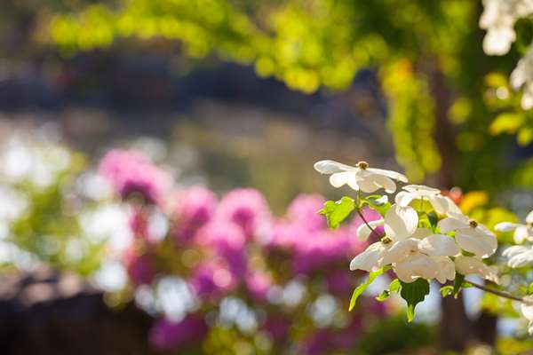  - Best Western Premier Boulder Falls Inn Lebanon