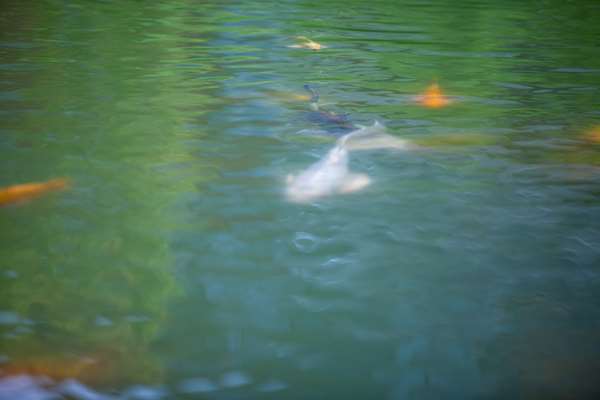  - Best Western Premier Boulder Falls Inn Lebanon