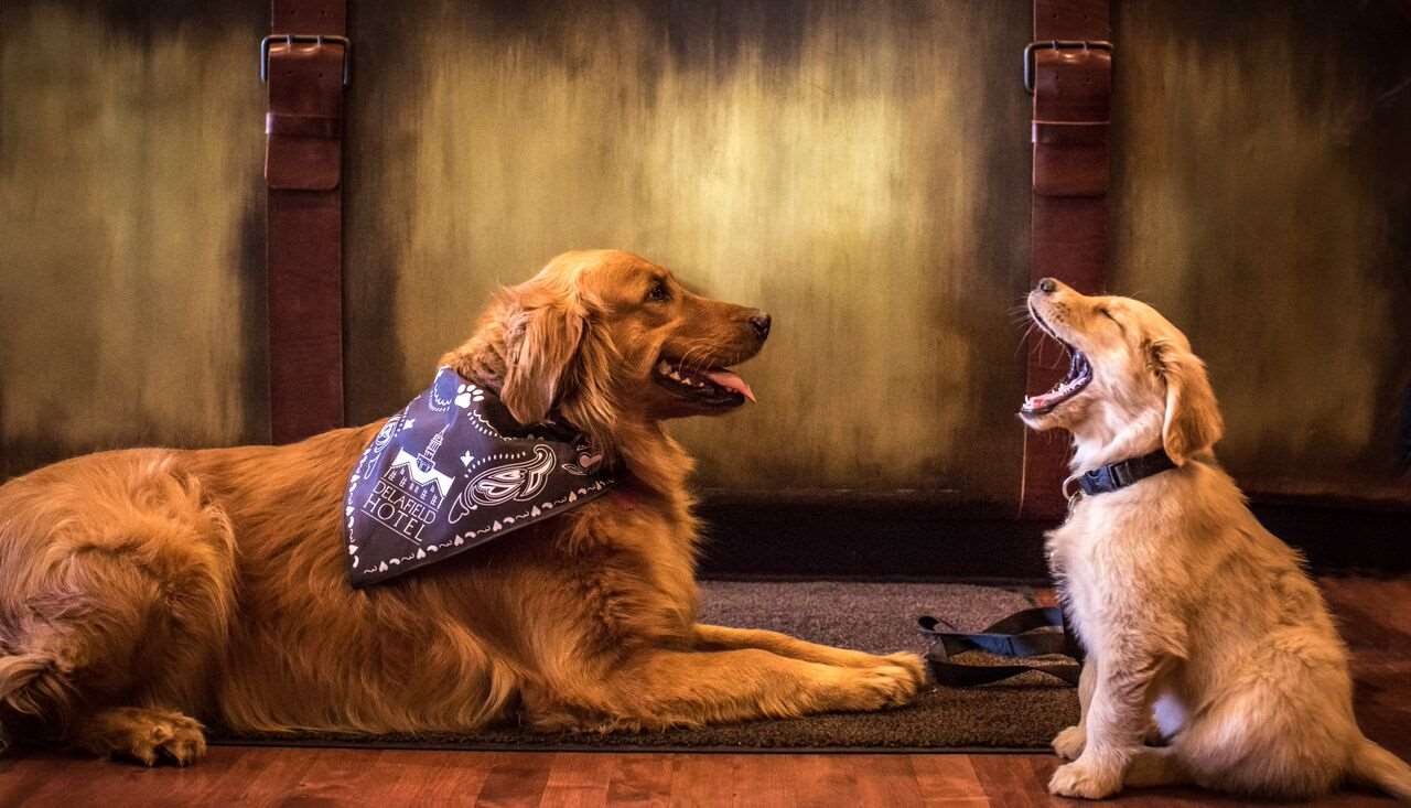 Pet Package Photo preview | The Delafield Hotel