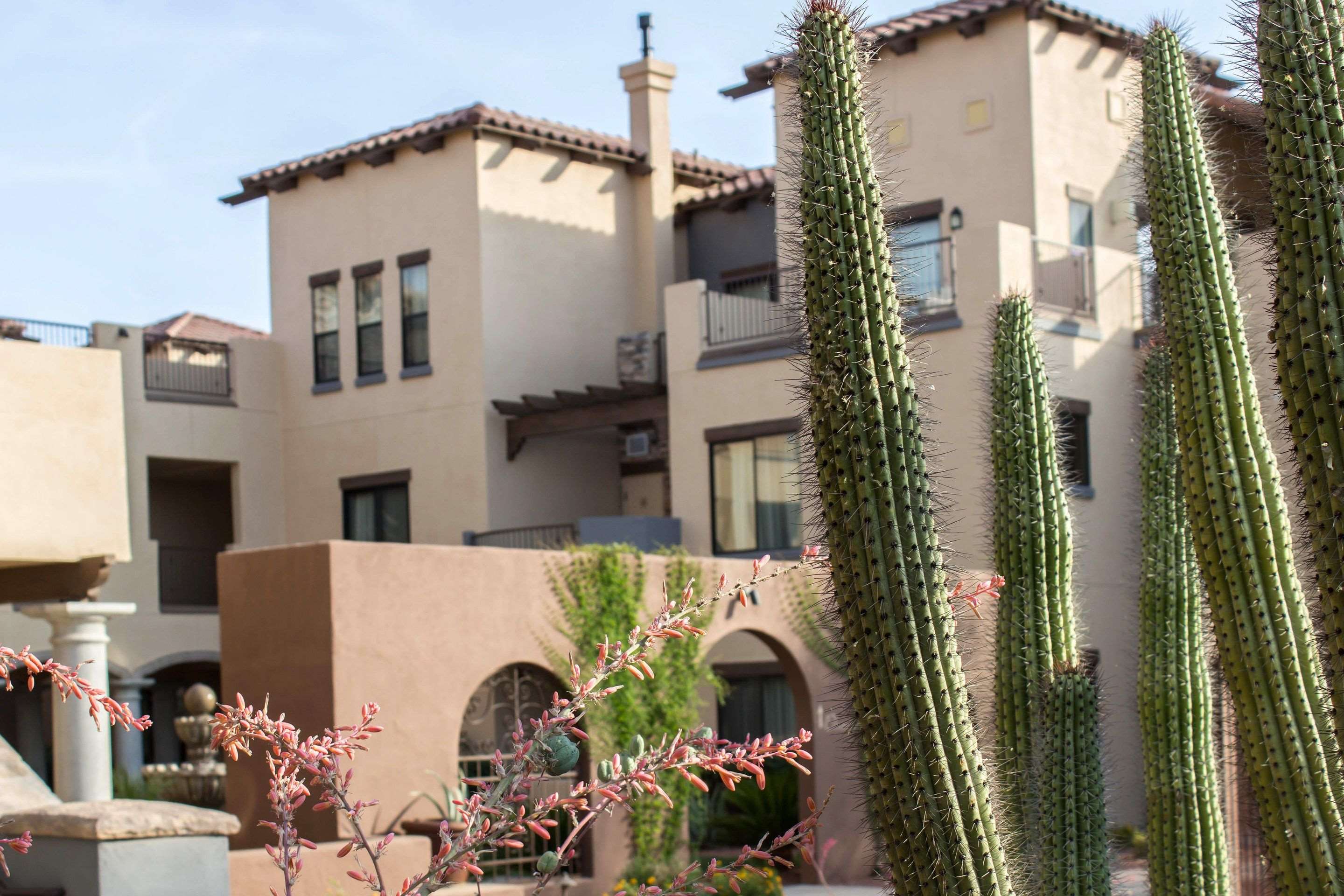Beautiful flowers and shrubs surrounding the hotel | Bluegreen Cibola Vista Resort and Spa, an Ascend Resort