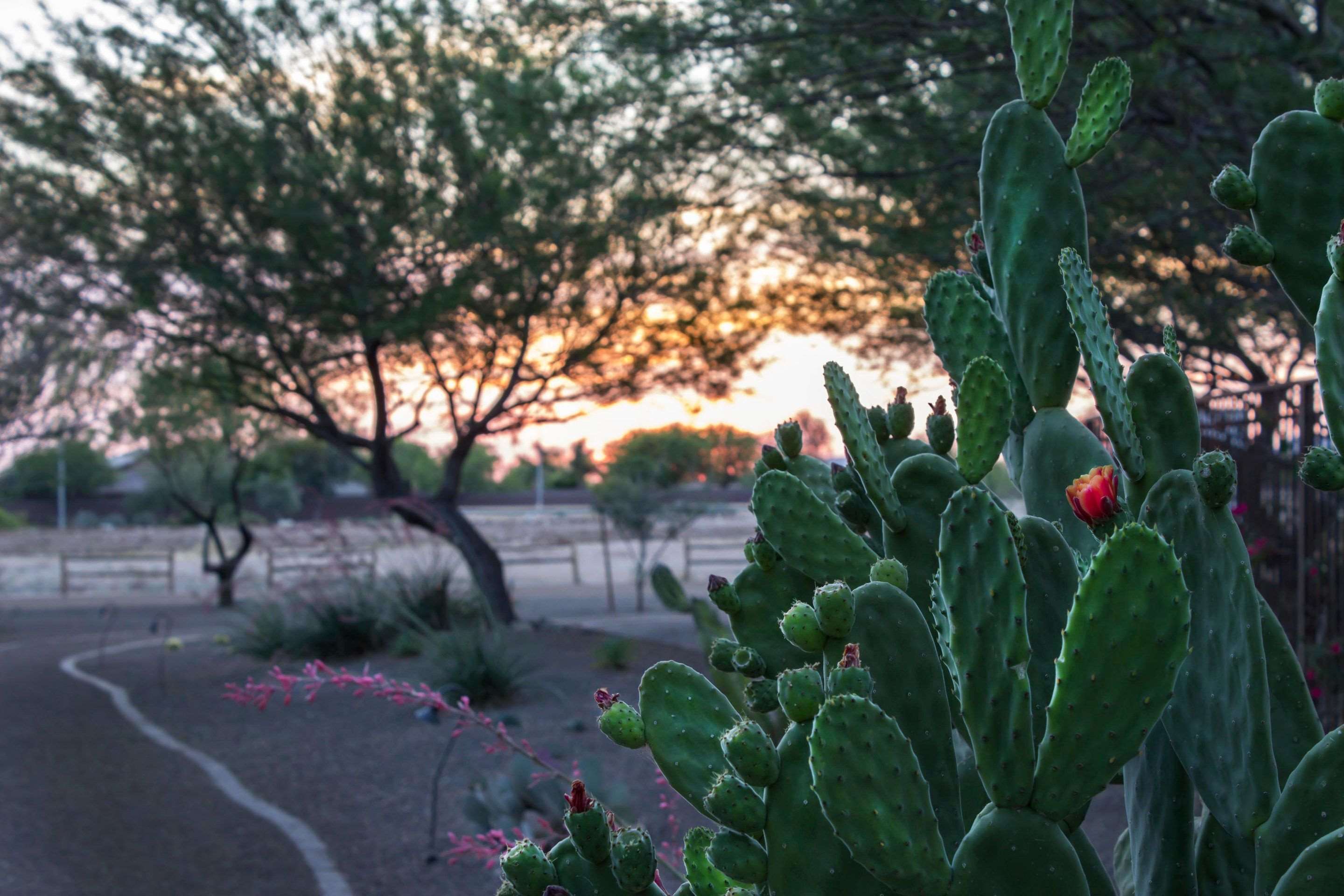 Beautifully landscaped hotel | Bluegreen Cibola Vista Resort and Spa, an Ascend Resort