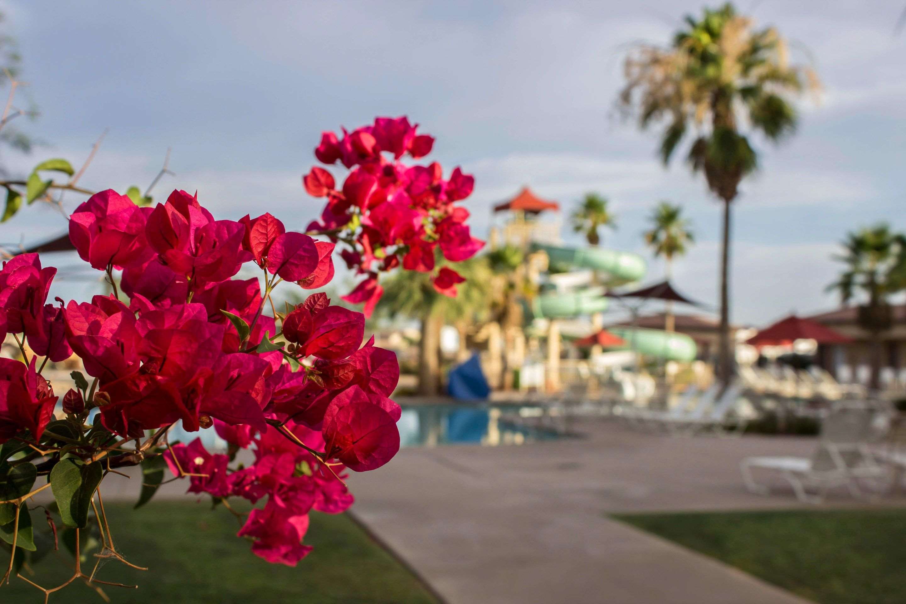 Beautiful local foliage | Bluegreen Cibola Vista Resort and Spa, an Ascend Resort