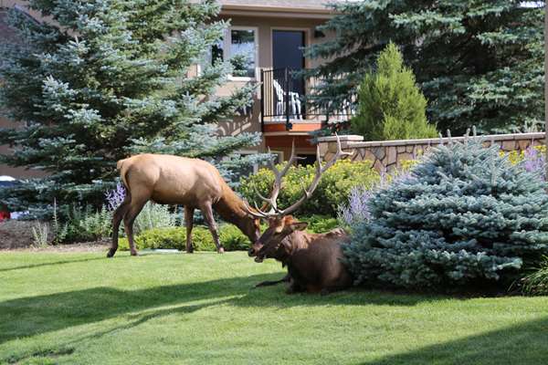 Exterior view - Quality Inn Estes Park