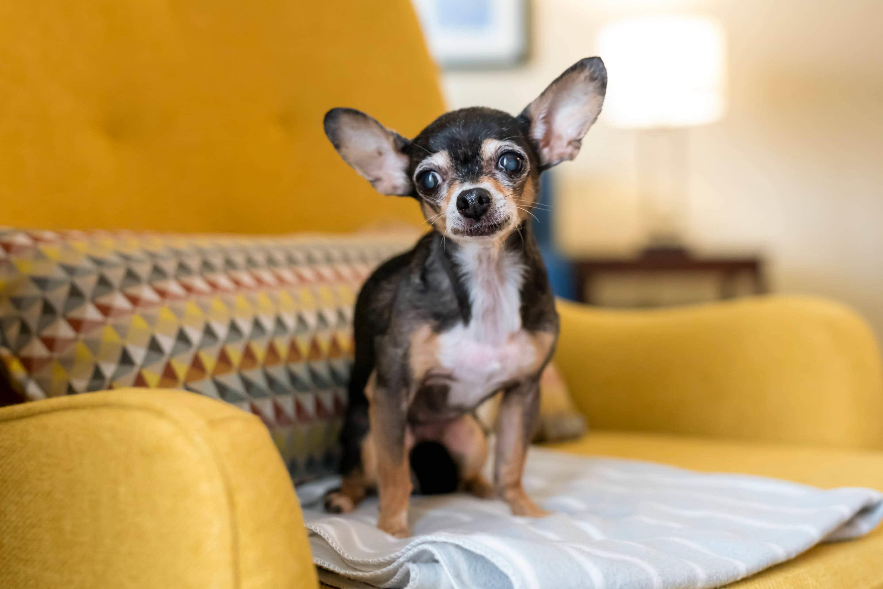 Pet friendly | Comfort Suites Near Universal Orlando Resort
