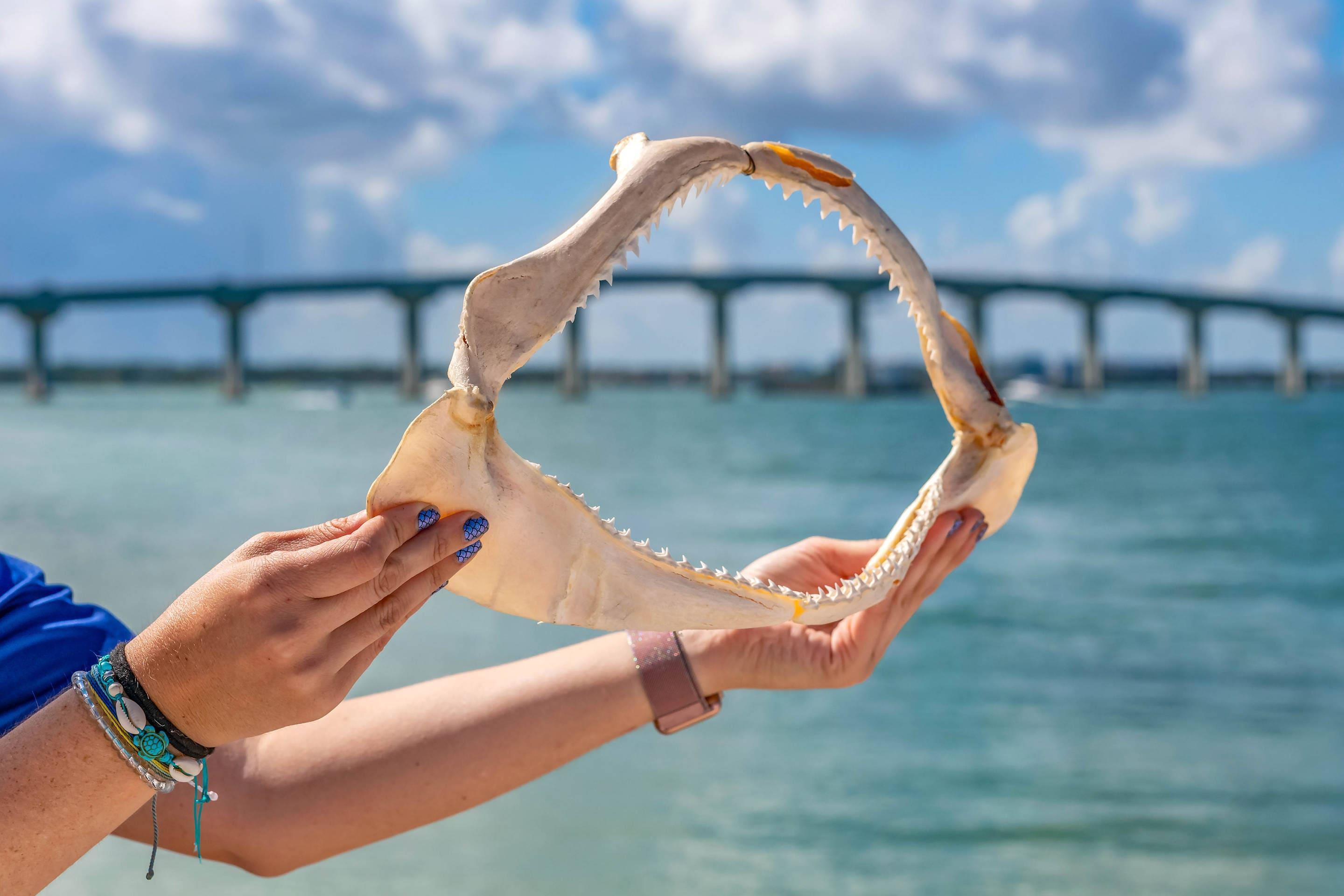 Educational marine-life experience | Winter the Dolphins Beach Club, Ascend Hotel Collection