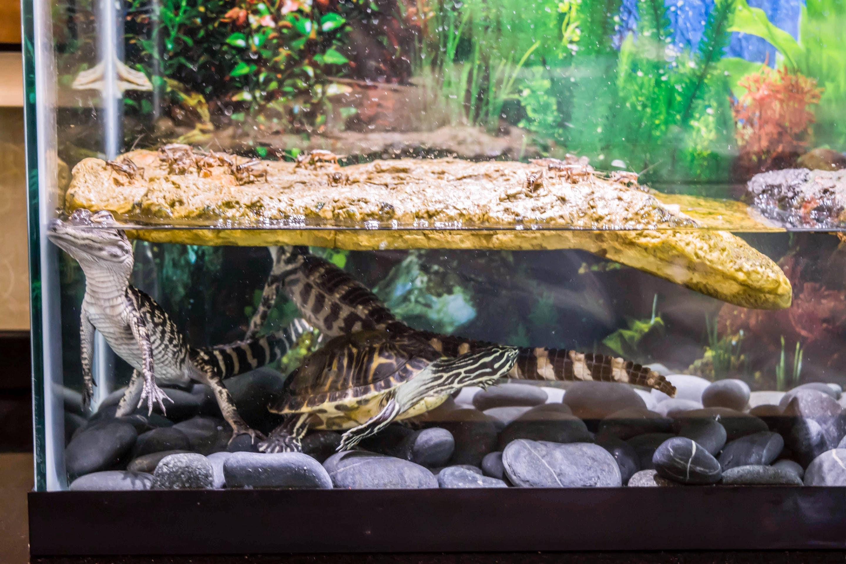 Lobby with local wildlife | Comfort Suites Palm Bay - Melbourne
